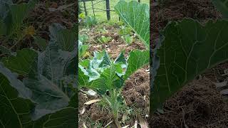 Good looking Kales | experiment on organic farming #shorts #food #organic #farming #agriculture