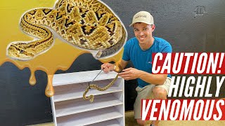 Snake Rack for HIGHLY VENOMOUS Rattlesnakes!