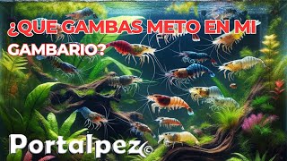 Gambas en Acuarios: Guía Completa para Principiantes 🦐