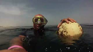 Freediving -15m Marsa Alam Pense Royal Garden