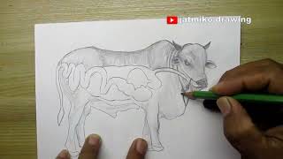 how to draw digestive system of ruminant animals