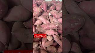 Kejora Japanese white sweet potatoes #youtubeshorts #shortsvideo #short #shorts #shortsfeed #asmr