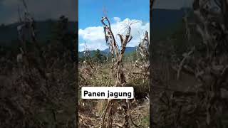 panen jagung di kampung