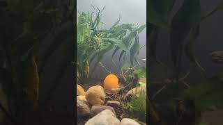 Majestic aquatic creatures | snails and shrimp | red cherry, golden apple mystery