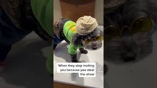 CUTE DOGGIE STEALS THE SHOW | When they stop inviting you because you steal the show!!! #shorts