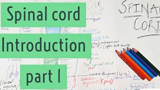 SPINAL CORD ANATOMY INTRODUCTION PART 1