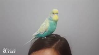 Happy Budgie Chipping on Head! Syrup the Budgie