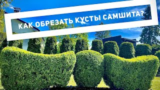 как обрезать кусты самшита?