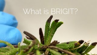 What is BRIGIT?