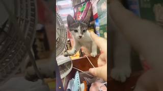 KUCING KECIL BERNYALI BESAR