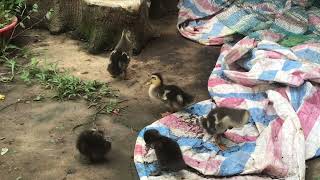 365 Days Of Relaxtion - Feeding Black Duck | Cafe TV