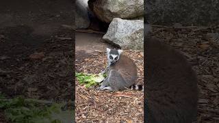 Lemur eating lettuce! #shorts #lemur #zoo #ytshorts