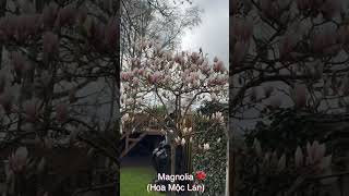 Hoa Mộc Lan - Magnolia