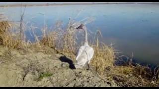 A Tundra Swan Rejoices