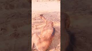 Camel towrds jungle side #camel #animals #comedy #viralvideo