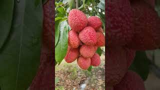 40RS Litchi #litchi #shorts