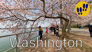 Cherry Blossoms of Washington DC (2022)