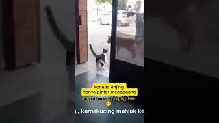 Kucing Kalau Marah Anjing Aja Bisa Takut#fypシ゚viral