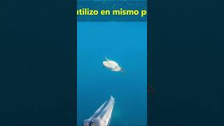 PESCA CON ARPON CANGREJOS AZULES INVASORES AL VUELO, ESTÁN EMIGRANDO