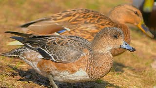 Li'l Female Eurasian Wigeon Eating Oats Amongst The Mallard Ducks [4K]