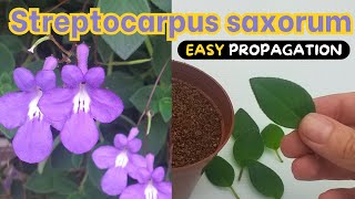 Streptocarpus saxorum - 2 BEST ways to Propagate