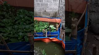 UNTUNG RUGI BUDIDAYA IKAN LELE KOLAM TERPAL DAN BUDIKDAMBER !! #shortvideo #ternaklele #budikdamber