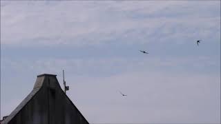 Noon day Swifts over Buckfastleigh