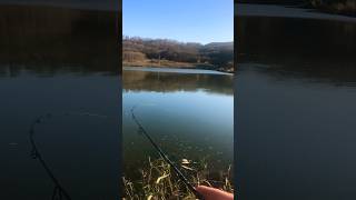 Мормышинг ловит все … #shortsvideo#shorts#youtube#fishing#мормышинг#рыбалка