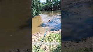 Boof Swims #boof #boofhead #ddb #doguedebordeaux #dogswimming #river #ytshorts #dog #doggo #dogs