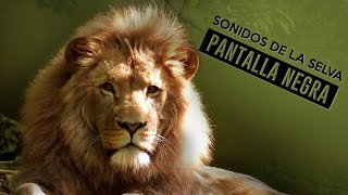 Sonidos de la selva | Duerme como un león | Pantalla negra