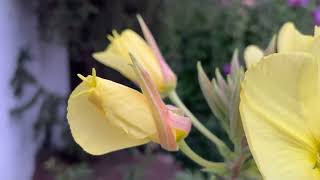 Nocturnal Flower(Evening Primrose) #Plants #flowers #Yellow