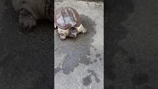 Nature power Turtle eat 🦀 very fast