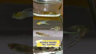 Double sword tail guppies🐟💫