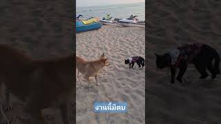 Cat fights dog 🇹🇭  แมวตบหมา ชายหาดพัทยา จอมเทียน #shortsfeed #shortsyoutube #shortvideo  #cat