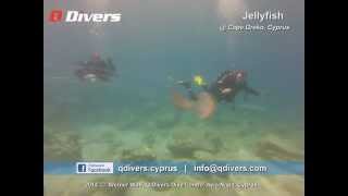 Q Divers -  Pelagia Noctiluca Jellyfish