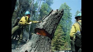 قطع اطول شجرة أرز ضخمة وتقطيعها بالمنشار250 قد+ ft Huge Cedar Tree Topping and Felling with Chainsaw