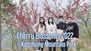 Kaoshuing Mountain Park| Cherry Blossoms 2022