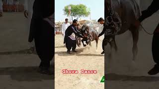 Horse Dance Mela kanjwani 456 in 2023 mahr tanveer bharwana