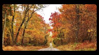 Autumn Foliage, A Great Time To Be In The Woods