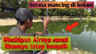 🔴Air Surut?Gak masalah! tetep dapet banyak ikan coi