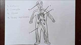 ¿Cómo dibujar el SISTEMA CIRCULATORIO Y SUS PARTES? | Versión Super Fácil