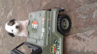 Jeep caught by common dog,
alike Punjab police's dog.🤣🤣🤣