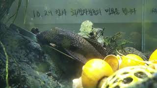 [1029참사 추모 어항방송] Aquarium Live - 2022.11.21 Mon KST