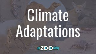 Animal Adaptations | How Animals Survive in Their Climate | EdZOOcating Adventures