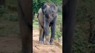 A Young Elephant #wildanimals #wildlife #youtubeshorts #elephant