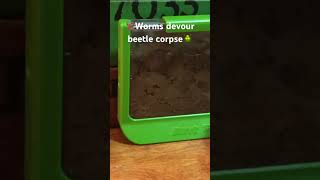 Tiny worms devour beetle corpse