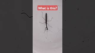 WHAT KIND OF INSECT?