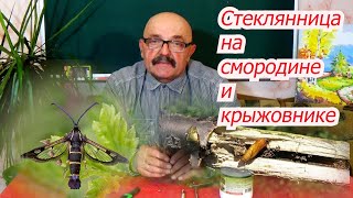 Смородиновая  стеклянница -  не приговор!