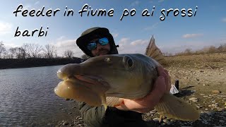 feeder in fiume po ai barbi giganti - big barbel fishing