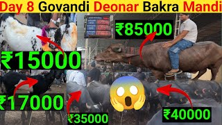 Day 8 || ₹15000 ka bakra || Govandi Deonar Bakra Mandi||